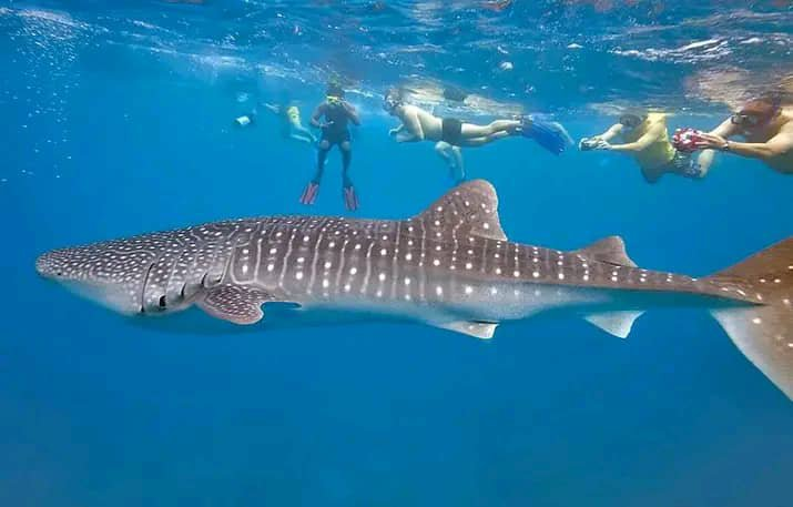 Groupe de snorkelers nageant le long d'un requin-baleine, Djibouti