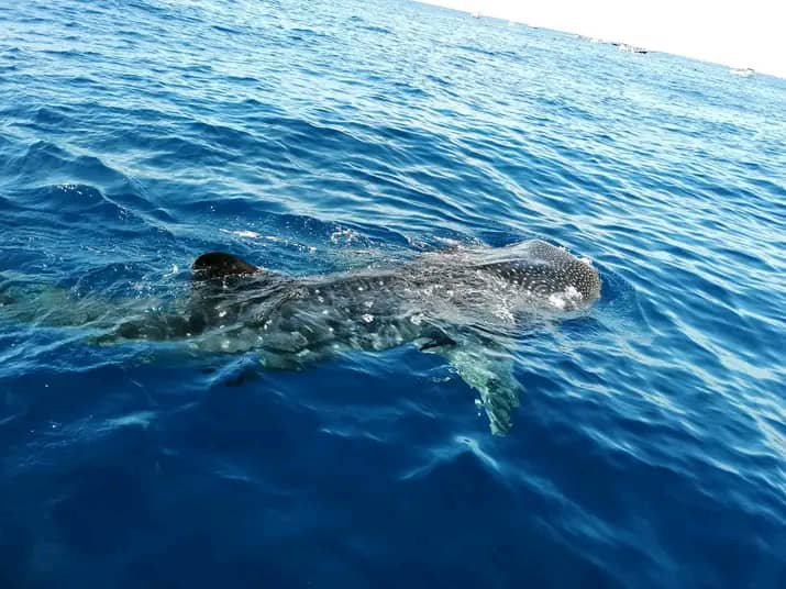 Requin-baleine nageant en surface dans la baie d'Arta, Djibouti