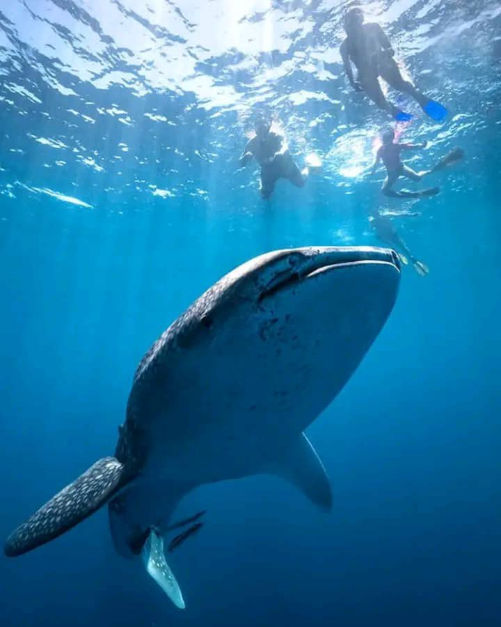 Requin-baleine remontant vers les nageurs en surface, Djibouti